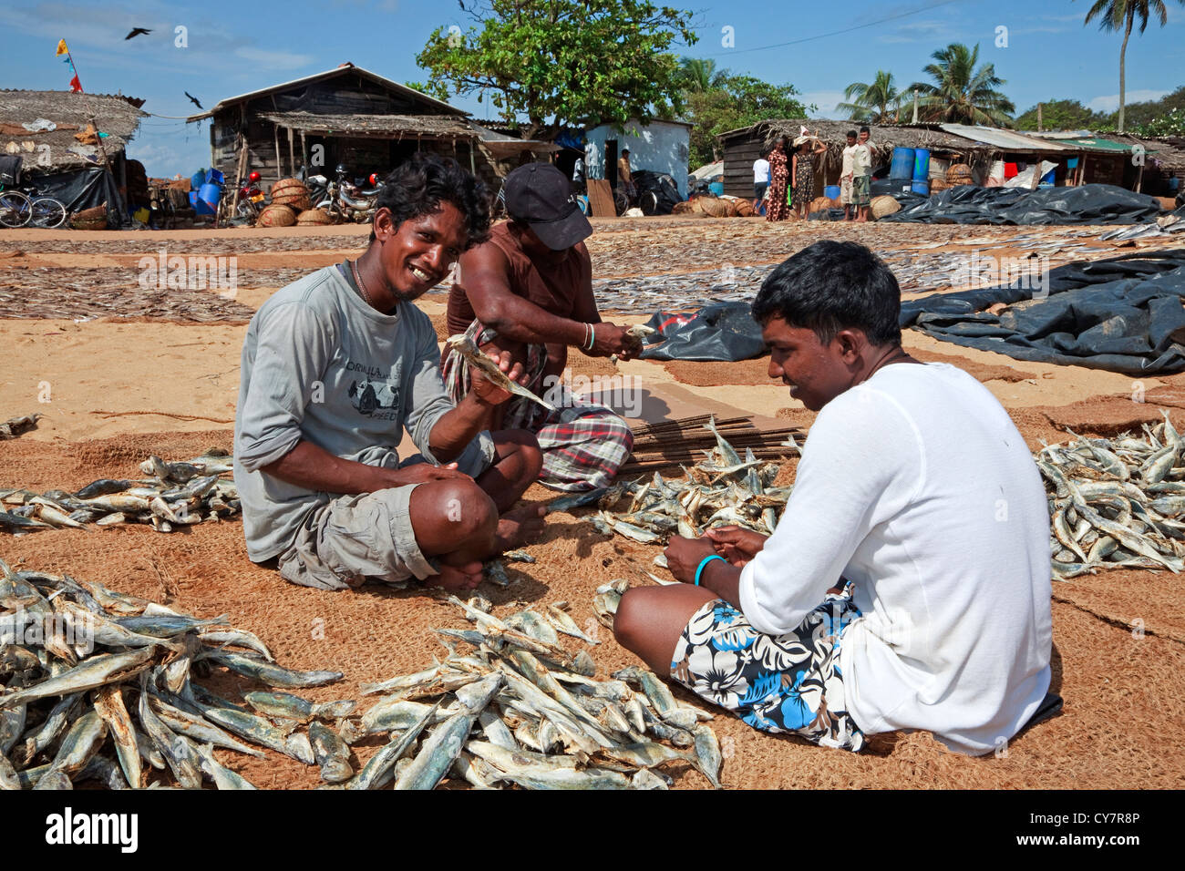 Local fishermen sorting out and selecting dried fish, Negombo fish