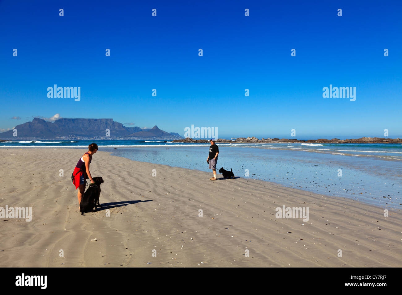 Cape Town, South Africa. Dogs being walked along a beach in Cape Town