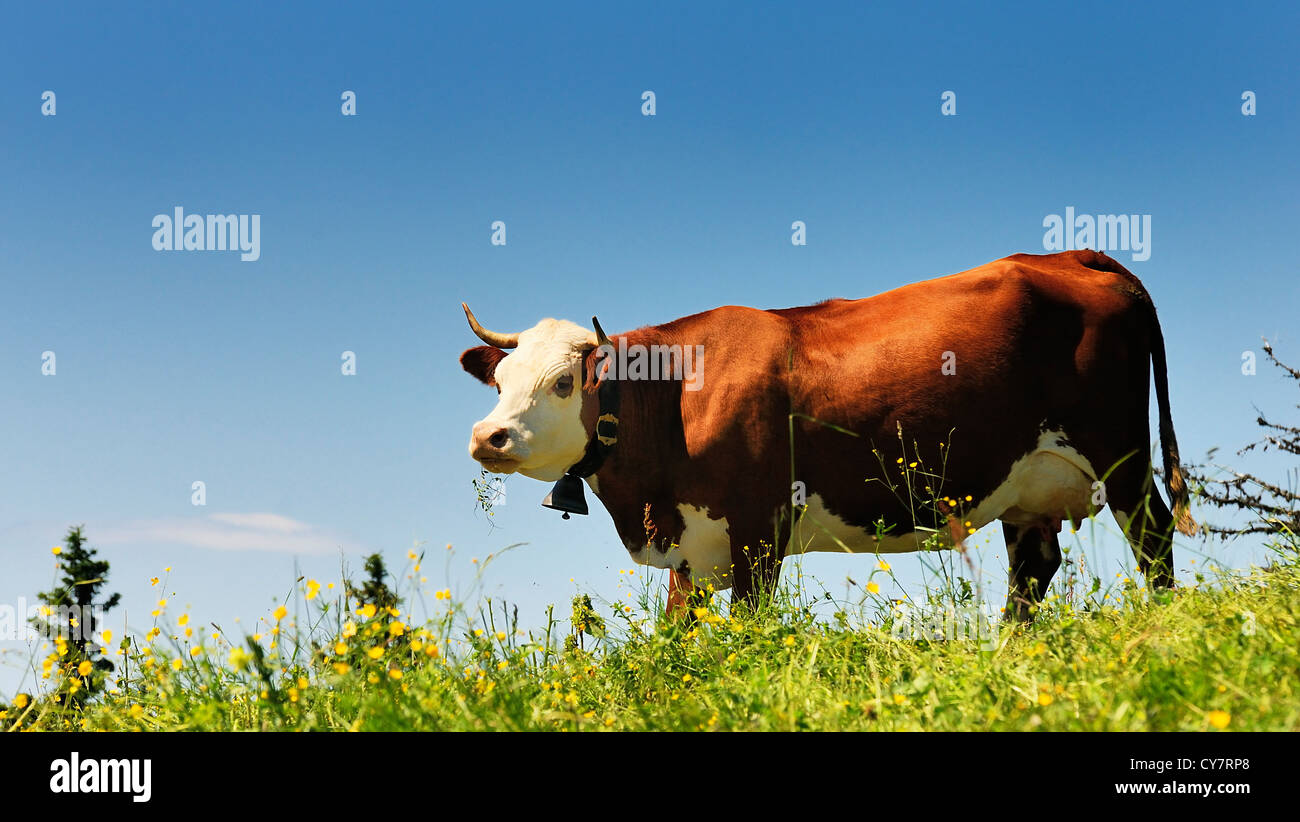 Cow on green grass and blue sky Stock Photo - Alamy