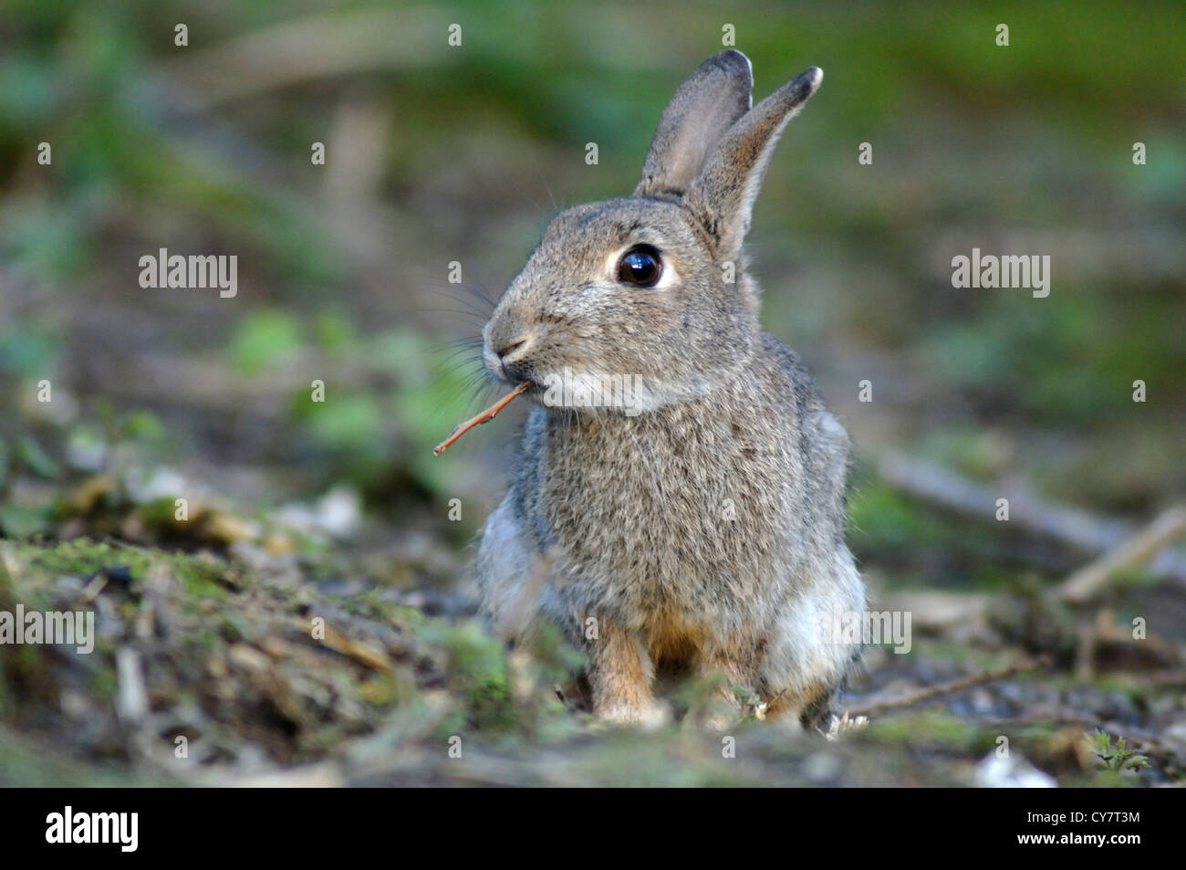 A rabbit eating a stem UK Stock Photo - Alamy
