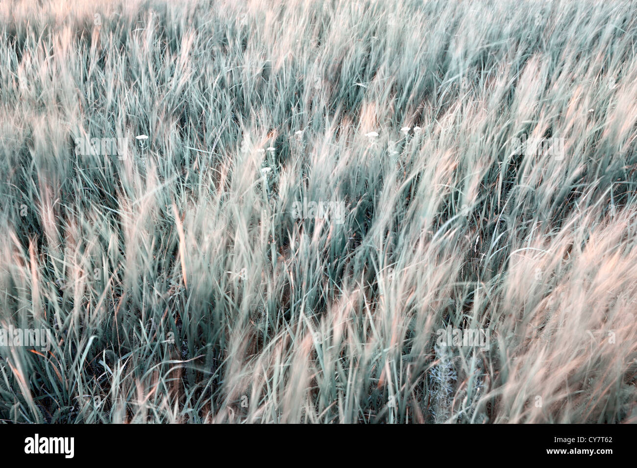 Green grass abstract background Stock Photo - Alamy
