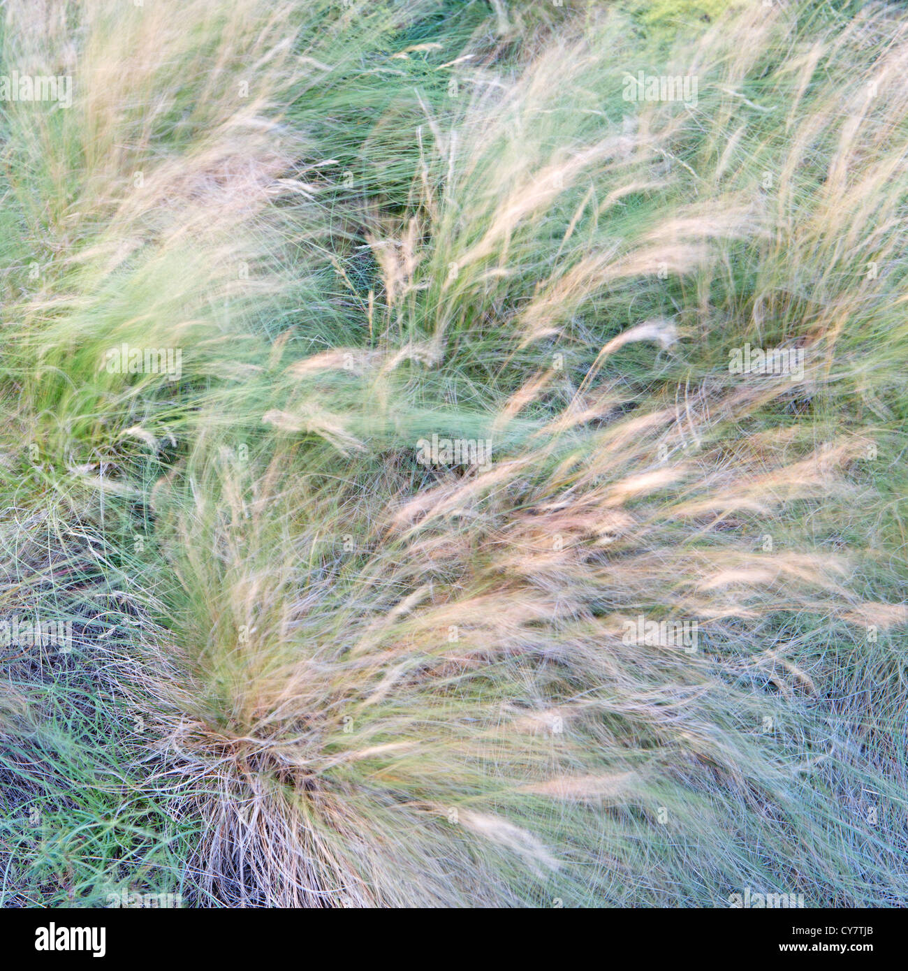 Green grass abstract background Stock Photo - Alamy