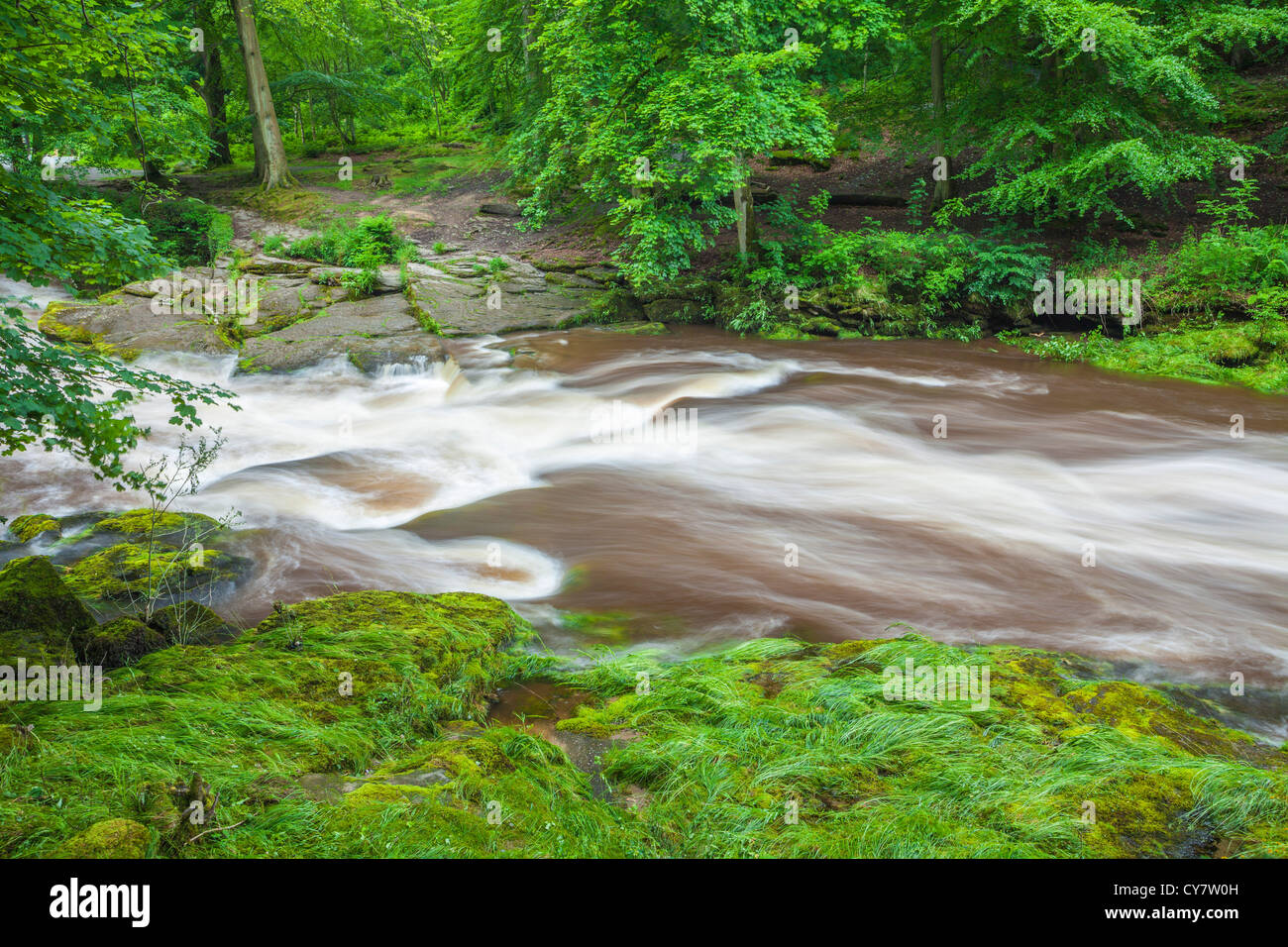 The river Wharf in spate at the Strid gorge near Bolton Abbey, North Yorkshire. Stock Photo