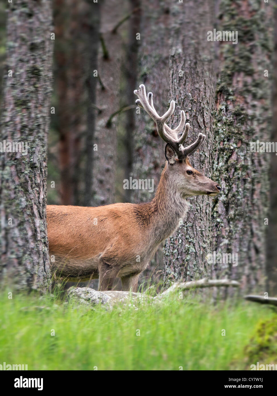 a red deer stag in the Scottish Highlands framed by Caledonian pine trees Stock Photo