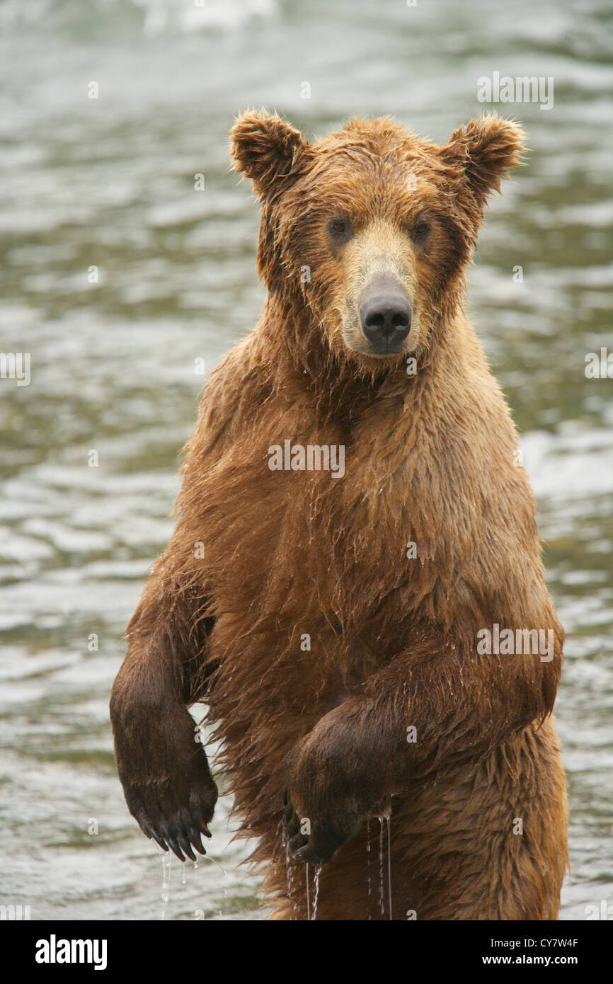 Brown bears of Katmai National Park in Alaska Stock Photo