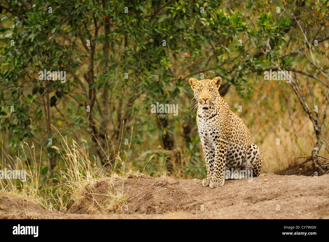 Sub-adult Leopard (Panthera pardus) cub, Masai Mara, Kenya Stock Photo