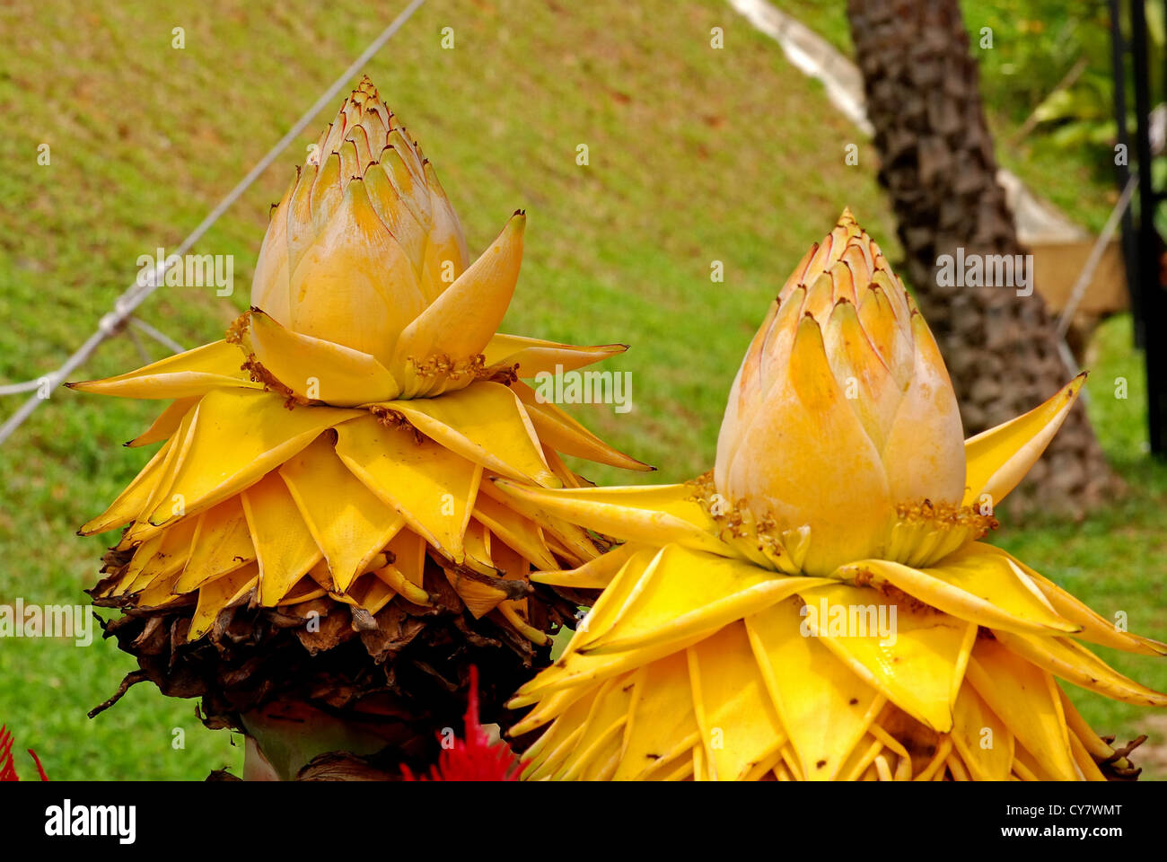 yellow banana flower in the gardens Stock Photo Alamy