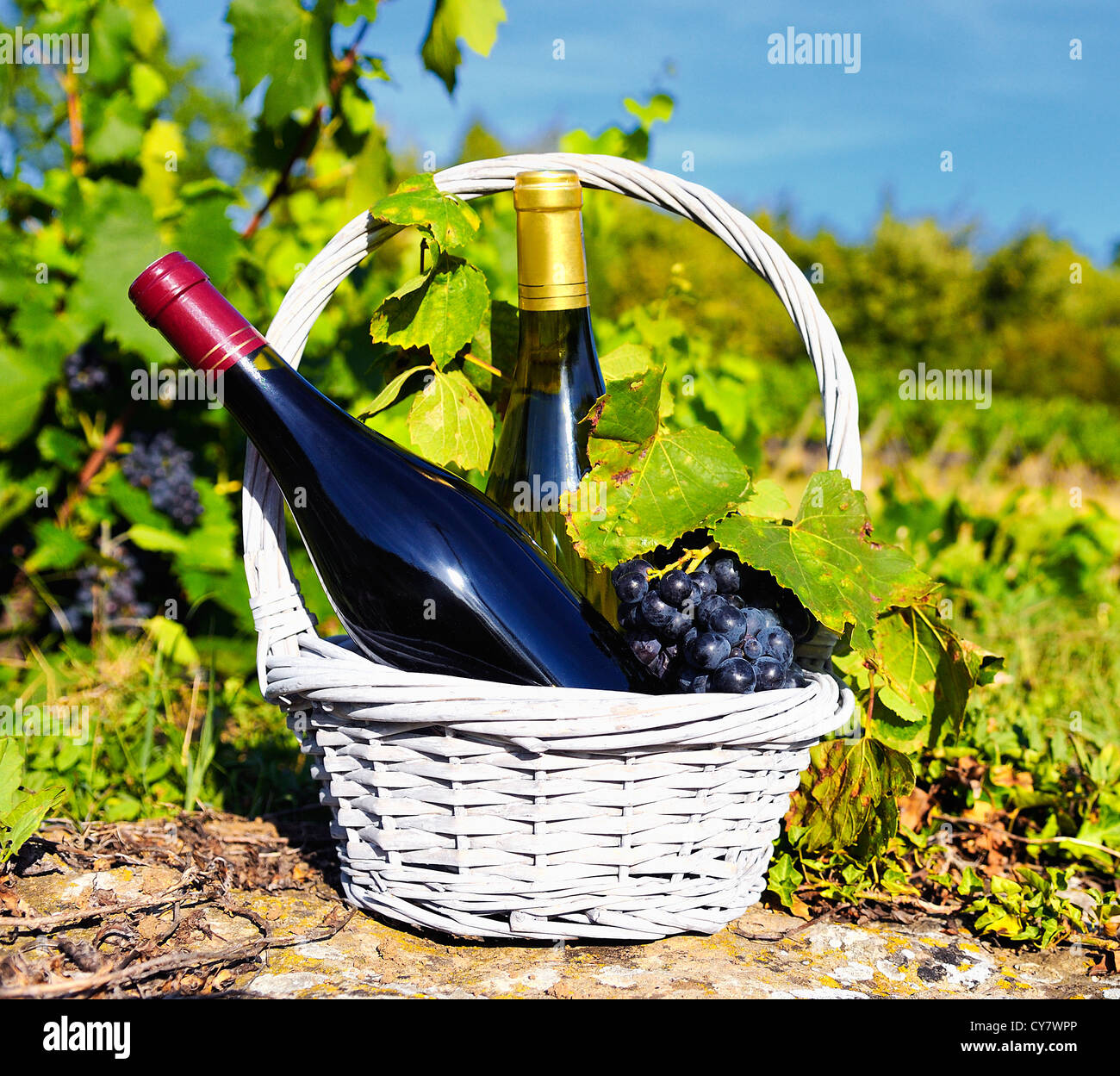 Red Wine Grapes Basket Vineyard High Resolution Stock Photography And ...