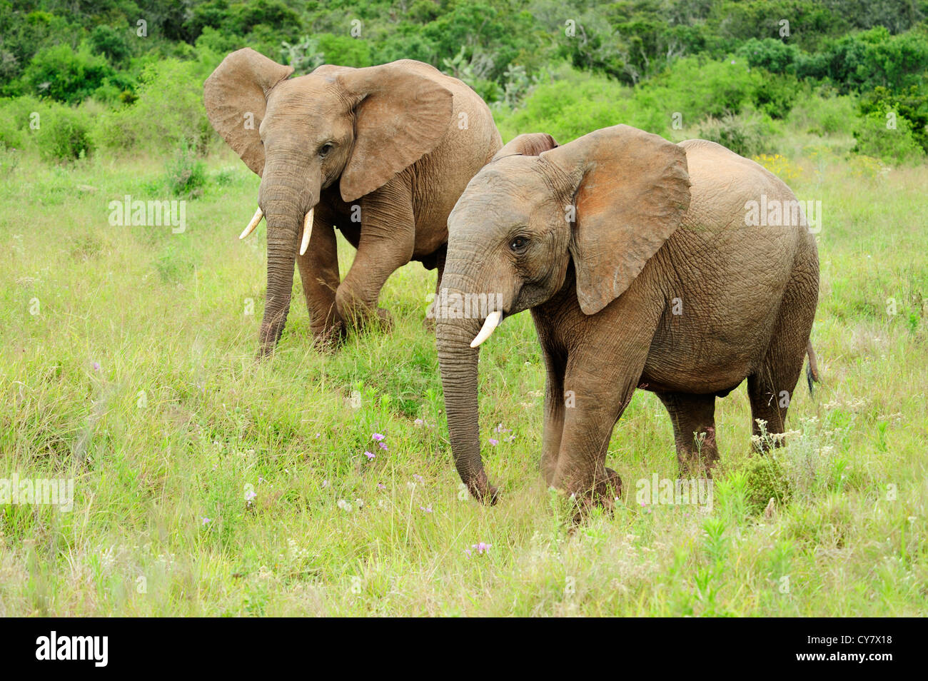 Pair of African elephants in Addo Elephant National Park, Eastern Cape, South Africa Stock Photo