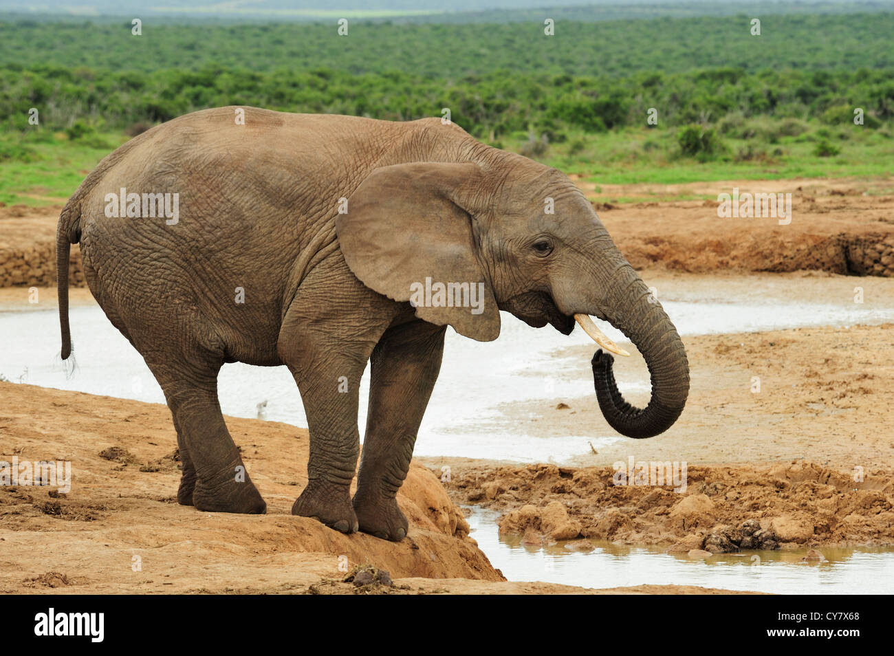 African elephant drinking at water hole in Addo Elephant National Park, Eastern Cape, South Africa Stock Photo