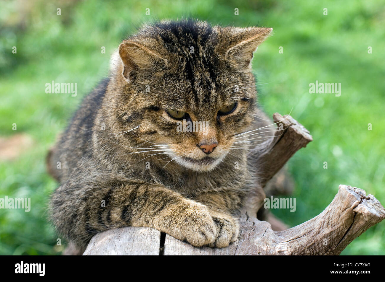 Scottish wildcat (Felis sylvestris) Stock Photo