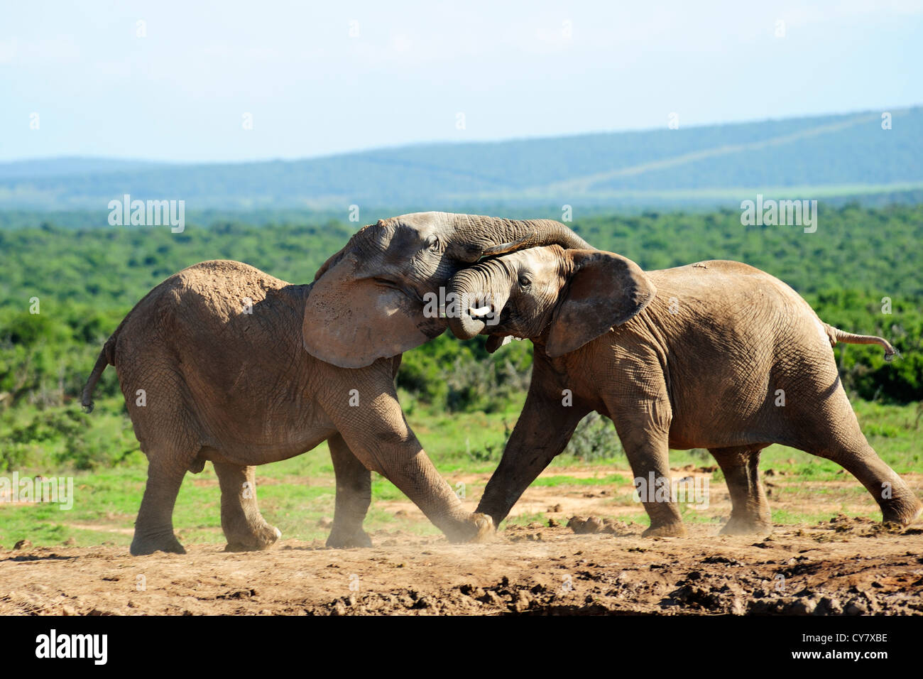 african elephant fighting