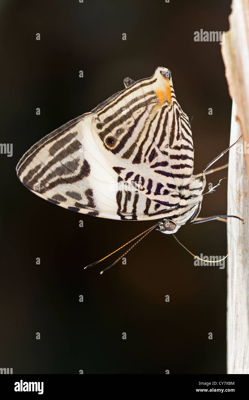 An adult Dirce Beauty butterfly Stock Photo