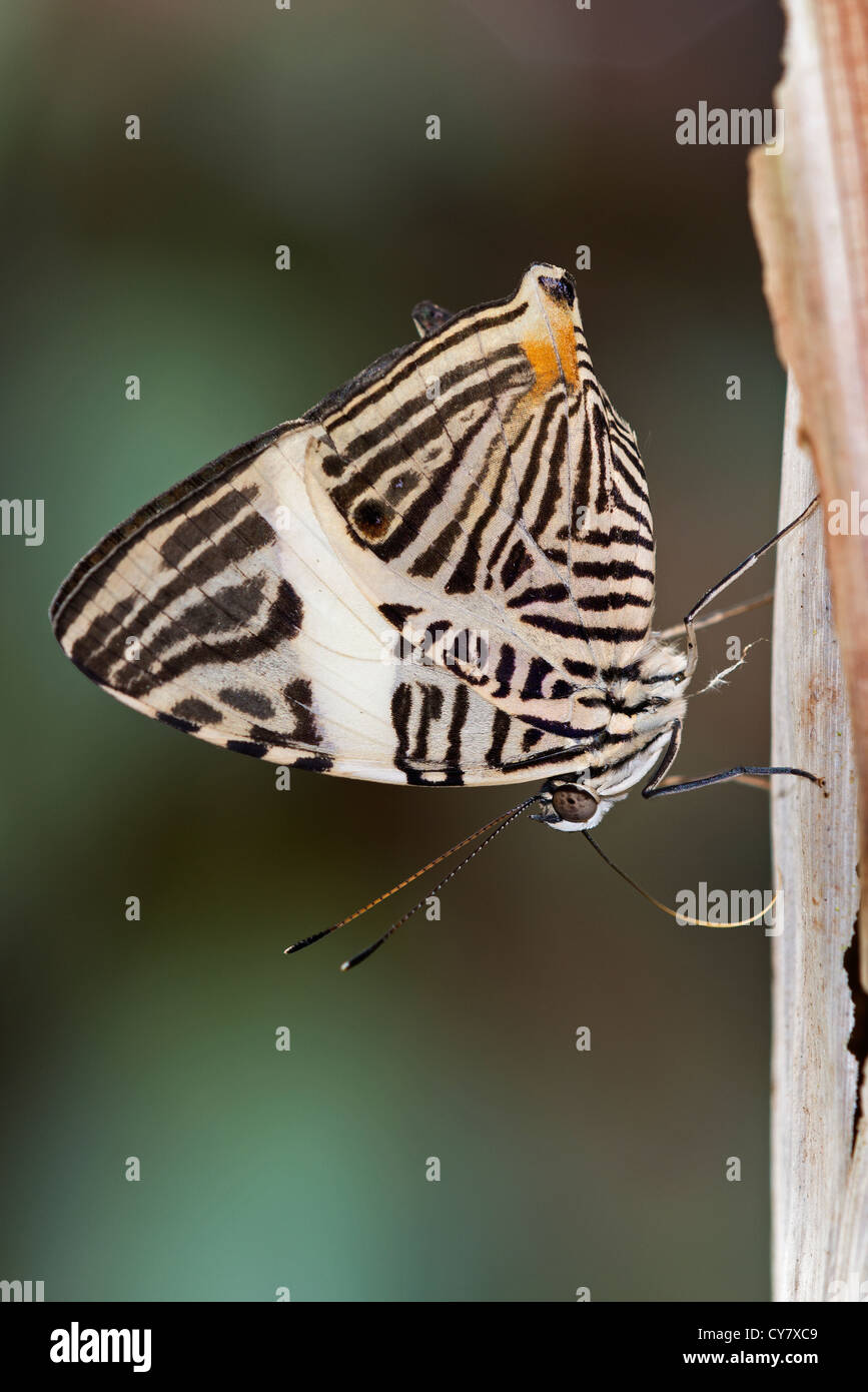 An adult Dirce Beauty butterfly Stock Photo