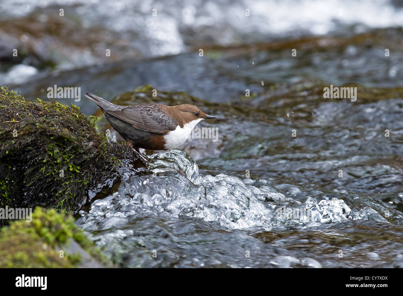 A White-throated Dipper preparing to look for food Stock Photo
