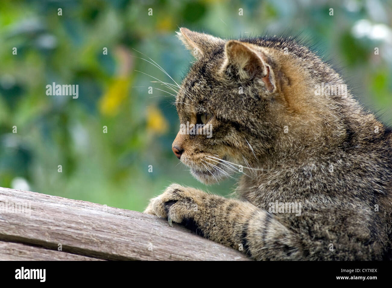 Scottish wildcat (Felis sylvestris) Stock Photo