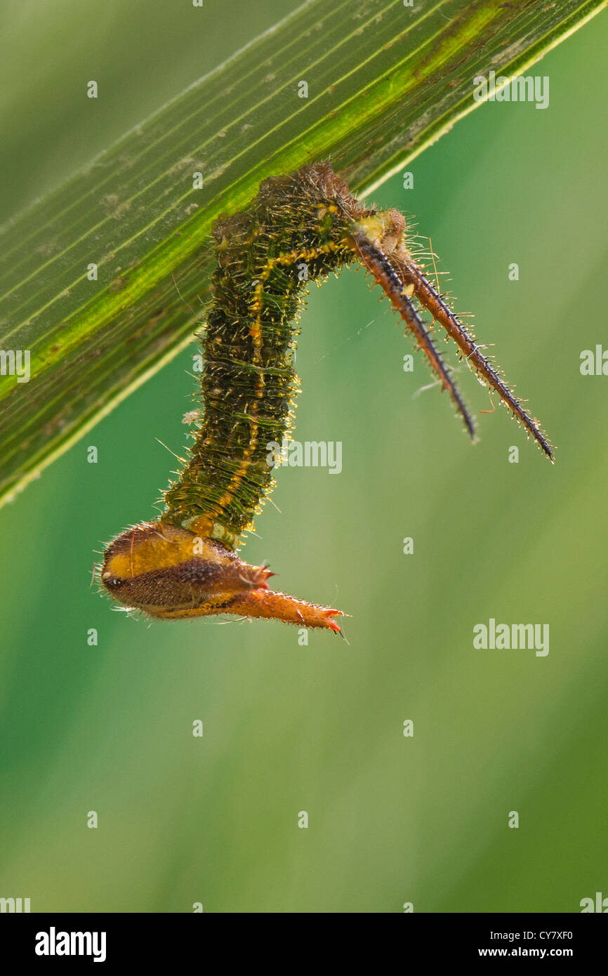 A larva of the Common Palmfly butterfly Stock Photo
