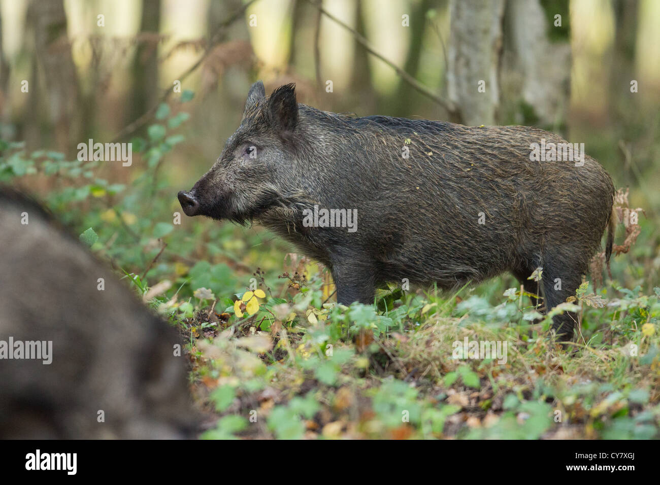 Side profile of a Wild Boar (Sus Scrofa) roaming free walking through an autumn wood in the Forest of Dean, Gloucestershire, UK Stock Photo