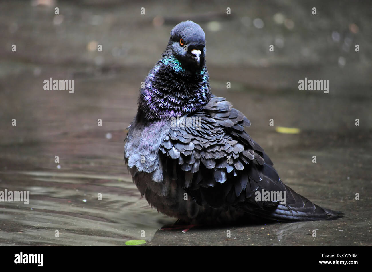 A Wet Pigeon after the Rain Stock Photo