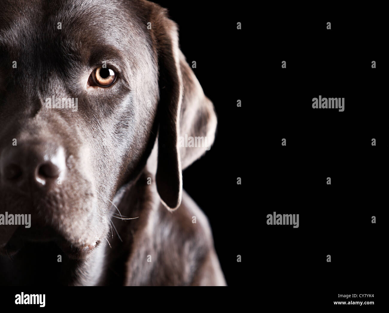 Low Key Shot of Chocolate Labrador Stock Photo