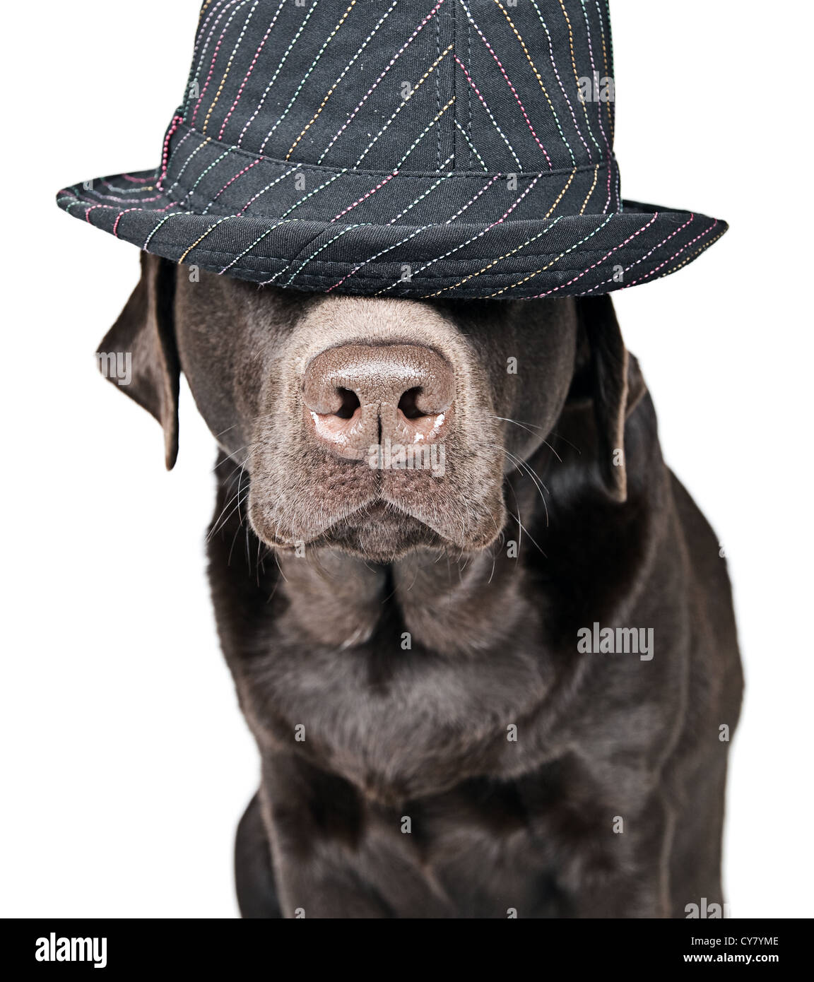 Chocolate Labrador with Hat Covering Eyes Stock Photo Alamy