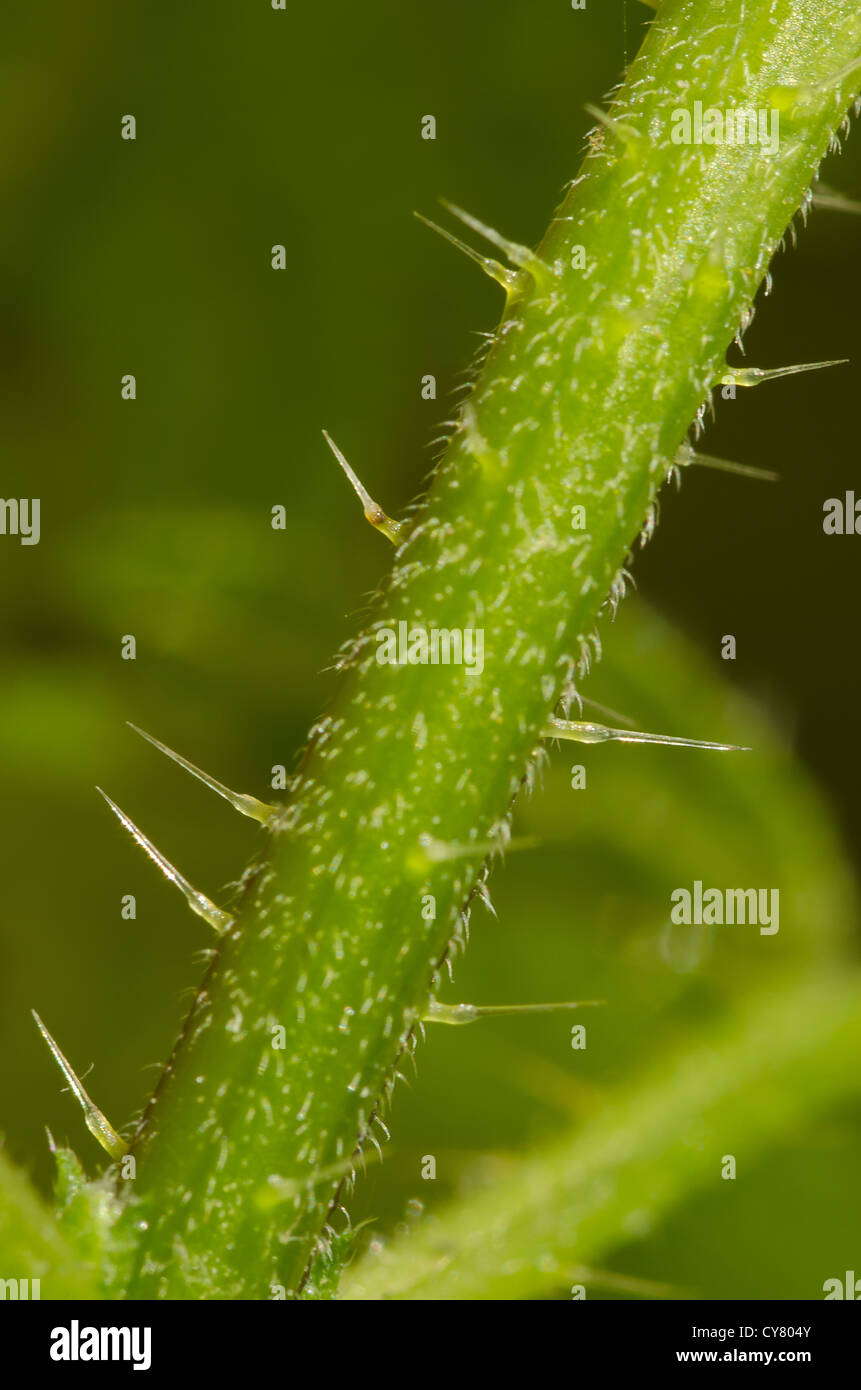 Cause of nettle rash common stinging nettles in close up detail showing
