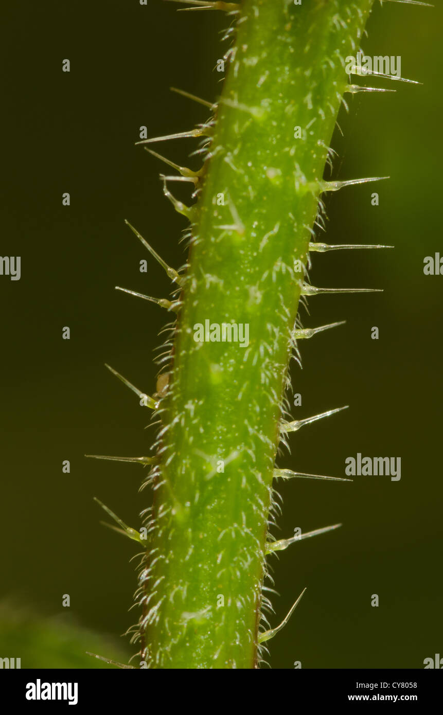 Cause of nettle rash common stinging nettles in close up detail showing defensive hairs on