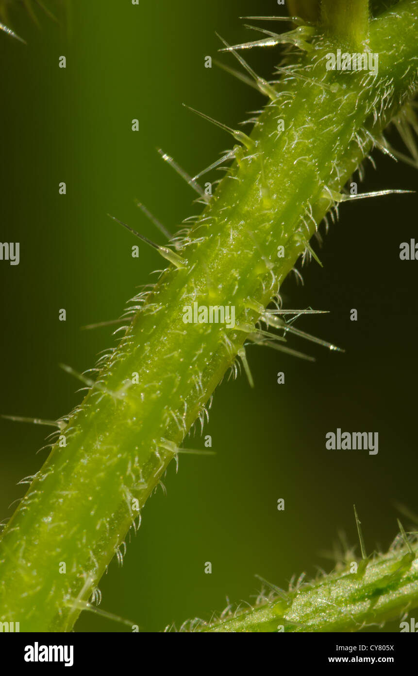 Cause of nettle rash common stinging nettles in close up detail showing defensive hairs on