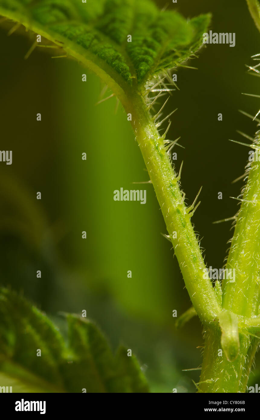 Cause of nettle rash common stinging nettles in close up detail showing defensive hairs on