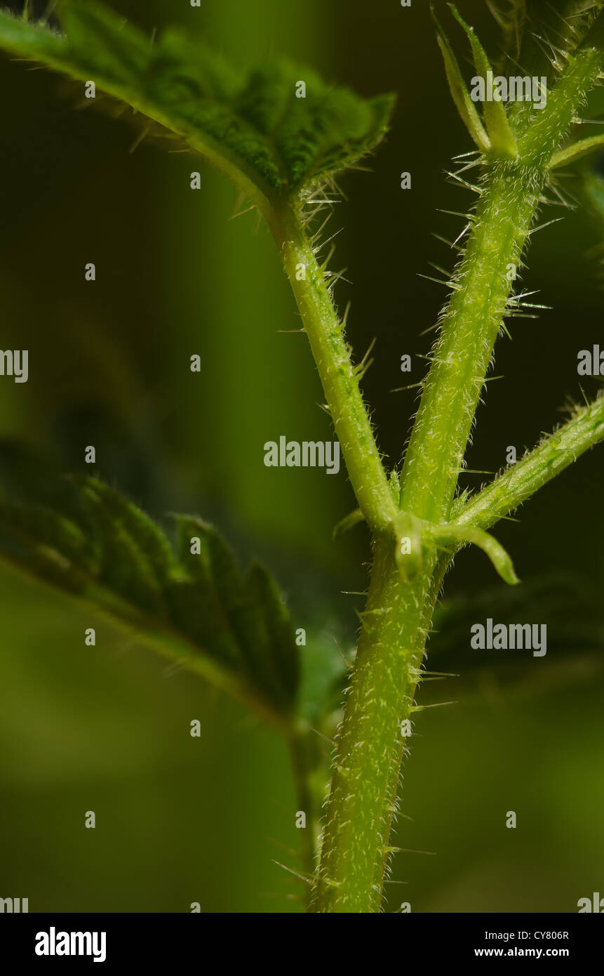 Cause of nettle rash common stinging nettles in close up detail showing defensive hairs on