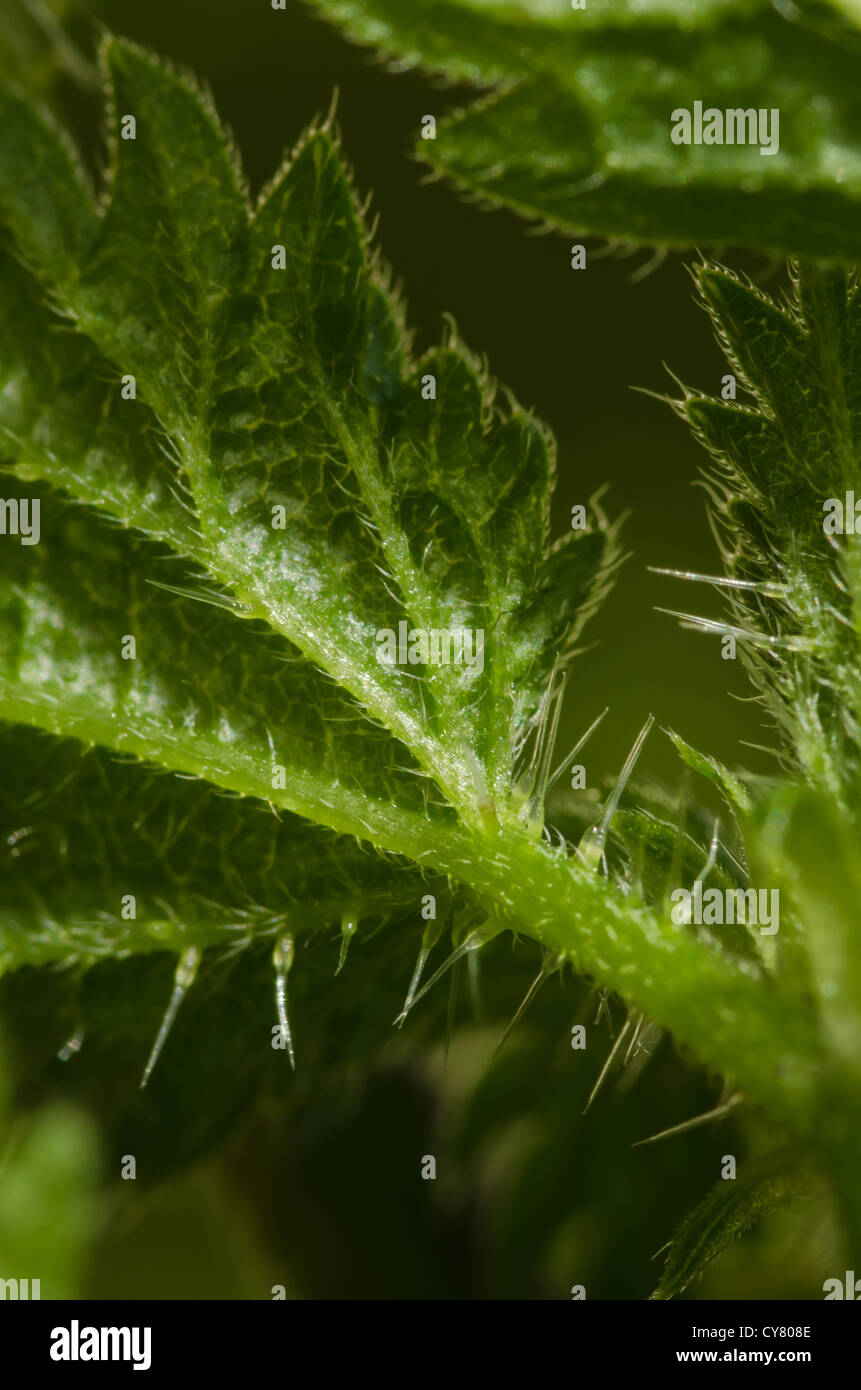 Cause of nettle rash common stinging nettles in close up detail showing