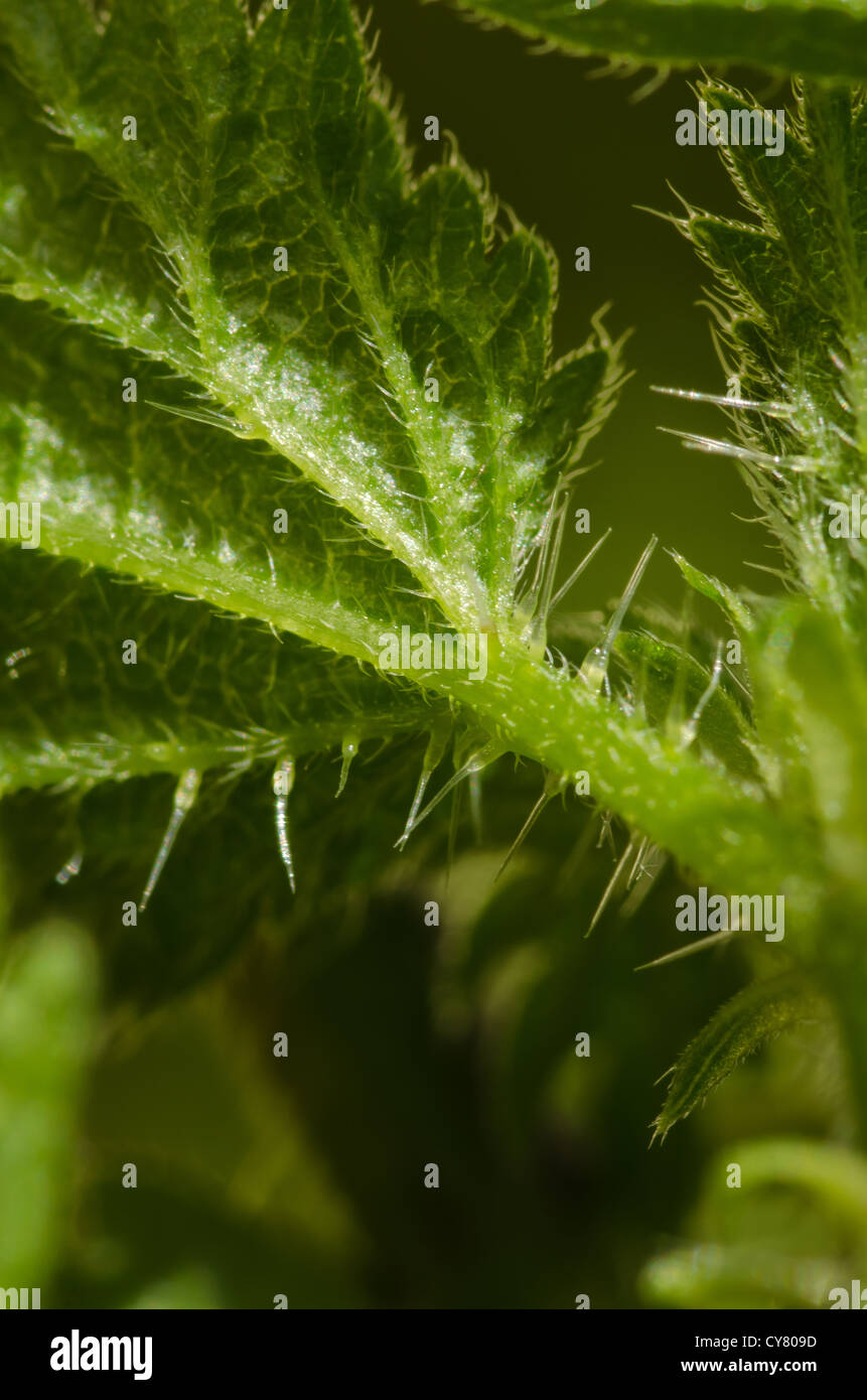 Cause of nettle rash common stinging nettles in close up detail showing defensive hairs on