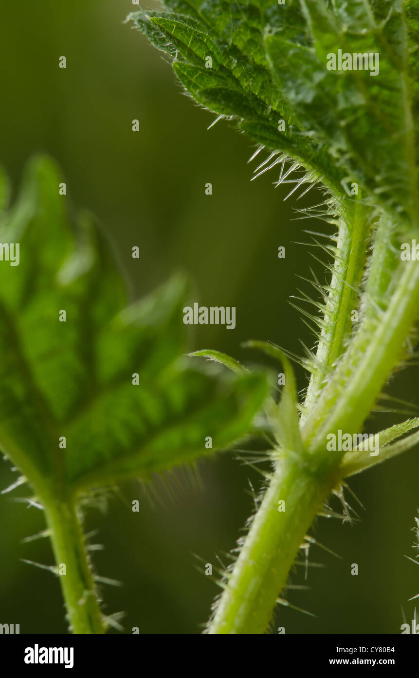 Cause of nettle rash common stinging nettles in close up detail showing