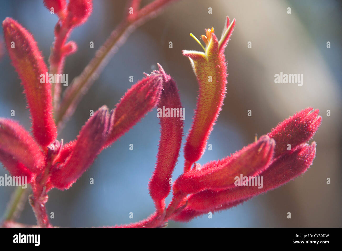 Kangaroo paw (Anigozanthos flavidus) flower in garden in New South Wales Australia Stock Photo