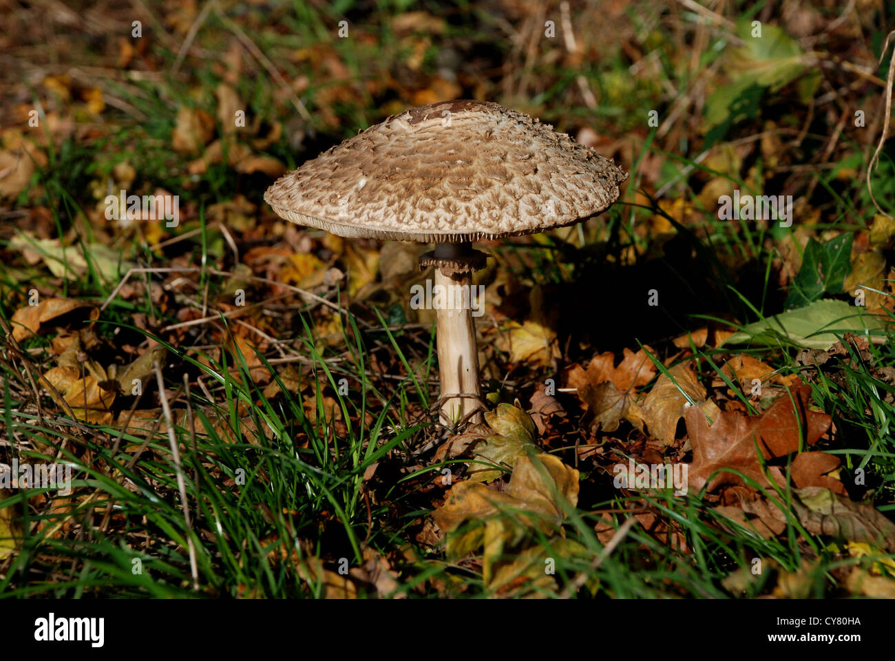 Large mushroom surrounded by grass and autumn leaves Stock Photo