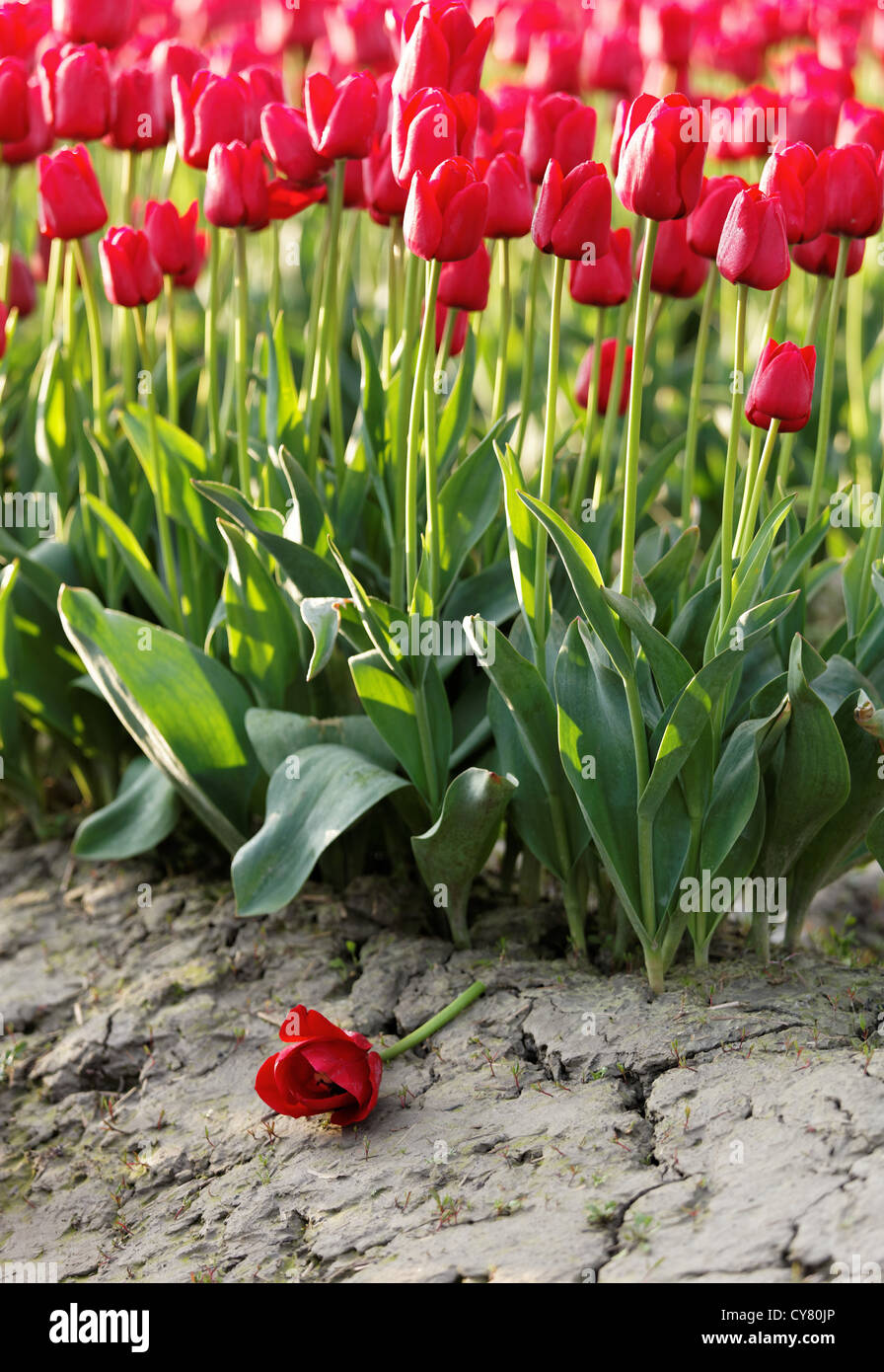 Fallen red tulip, Skagit Valley, Mount Vernon, Washington Stock Photo