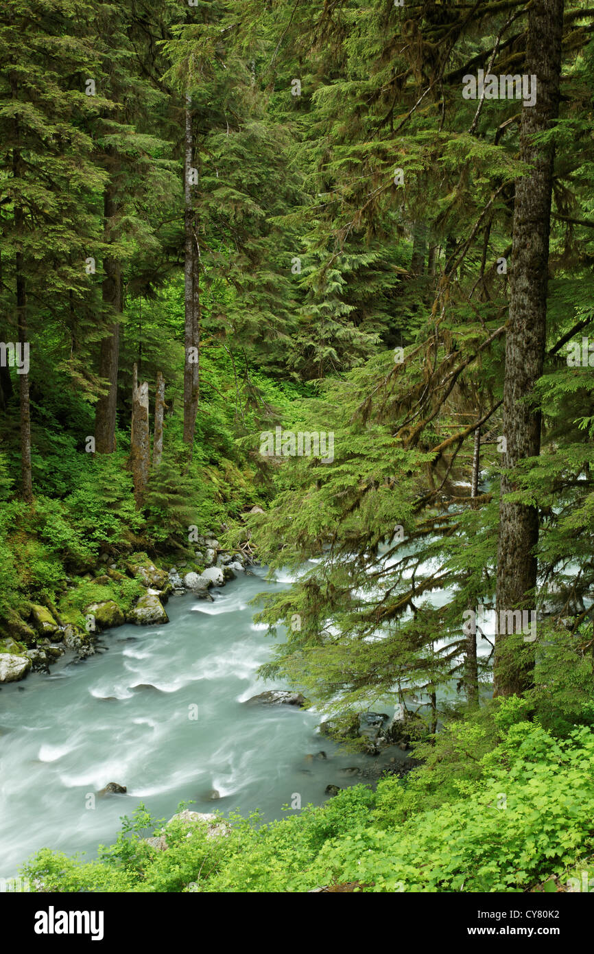 Boulder River running through forested canyon, Boulder River Wilderness