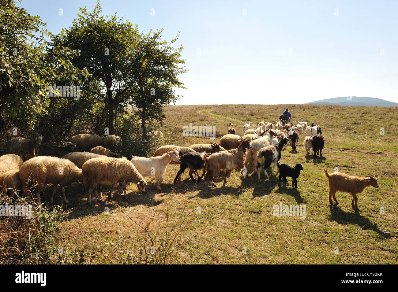 sheep and goats grazing Stock Photo - Alamy