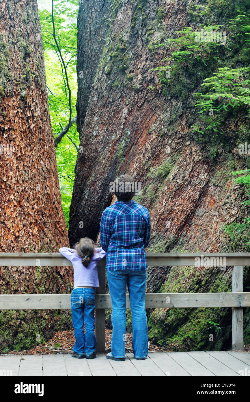Mother and daughter on boardwalk looking at massive douglas fir trees, Grove of the Patriarchs Trail, Mount Rainier, Washington Stock Photo