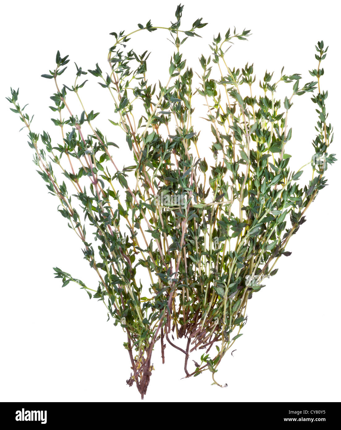several branches of fresh thyme isolated on white background Stock