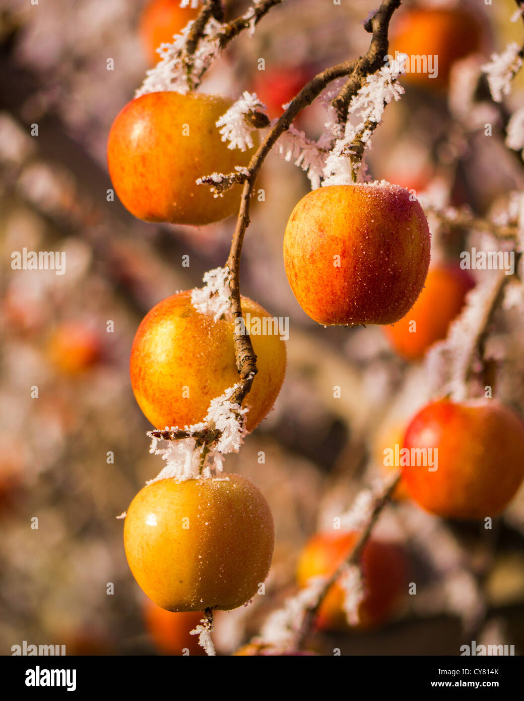 Frozen apple orchard in yakima hires stock photography and images Alamy