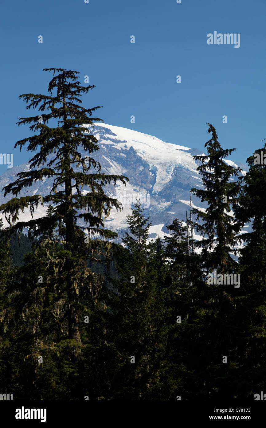 Mount Rainier framed by trees, Mount Rainier National Park, Washington, USA Stock Photo