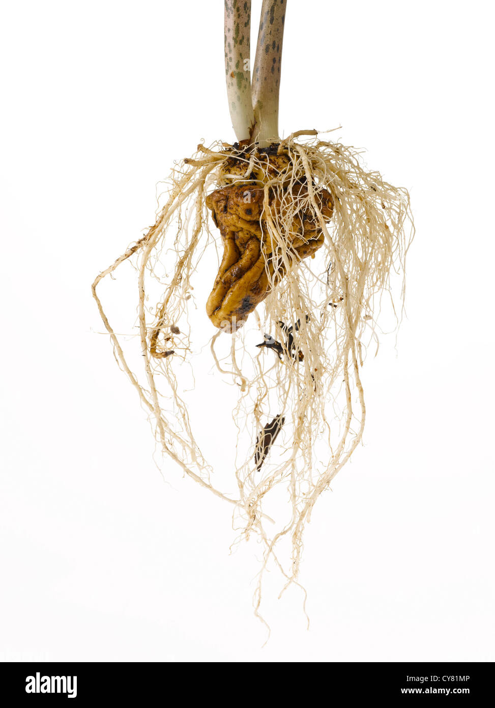 Konjak Root and Stem Stock Photo