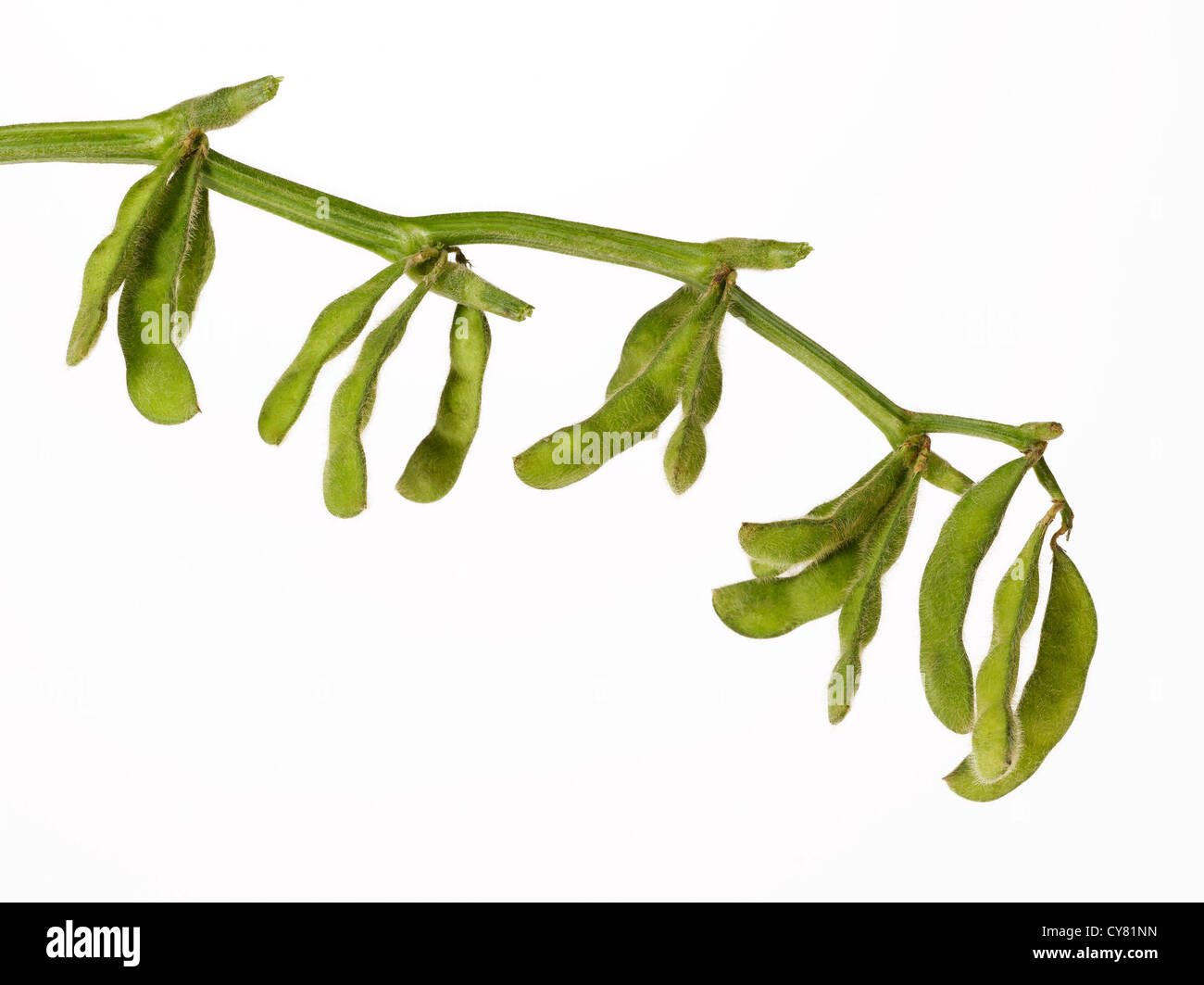 Soybean Pods Hanging on Branch Stock Photo
