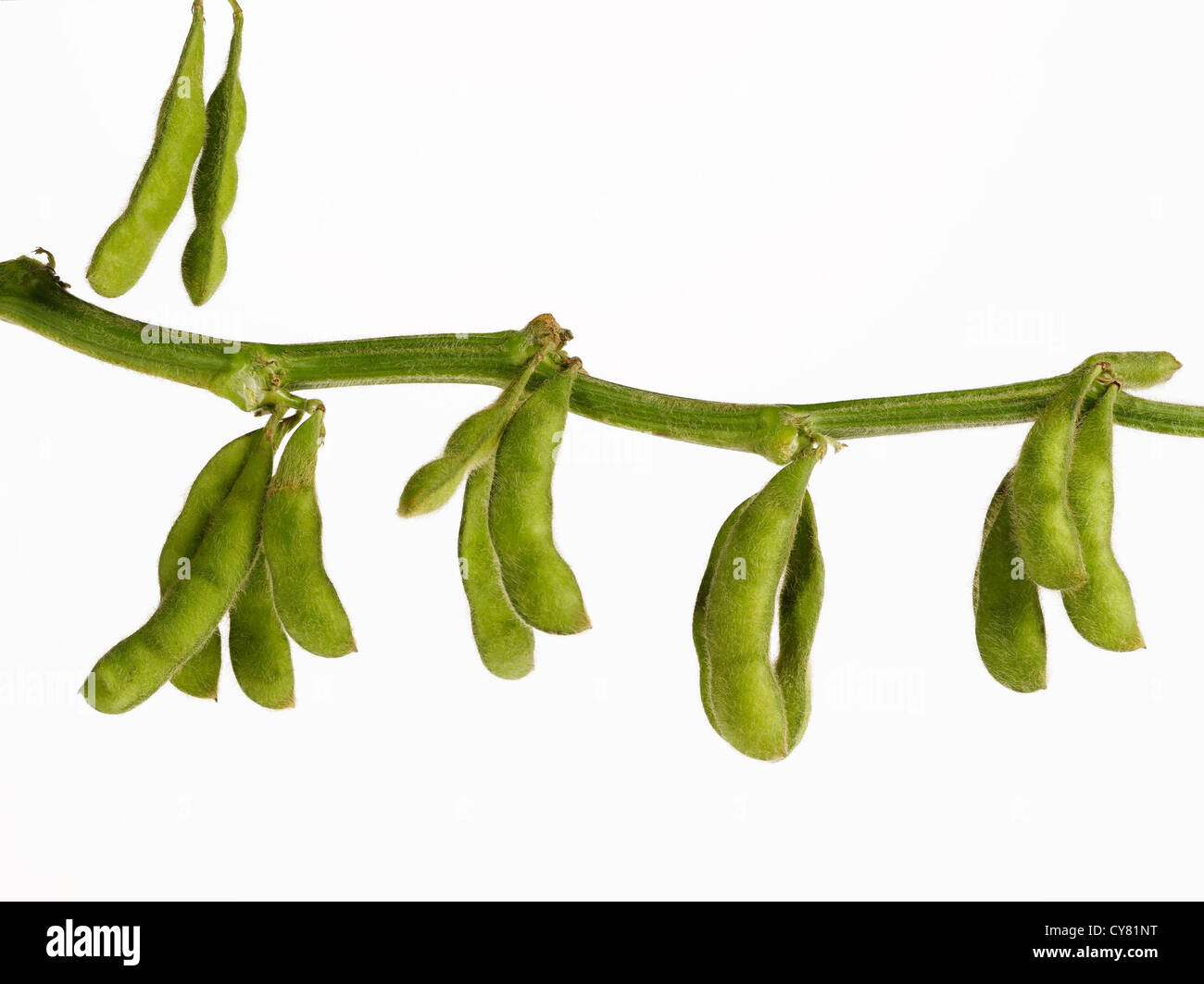 Soybean Pods Hanging on Branch Stock Photo