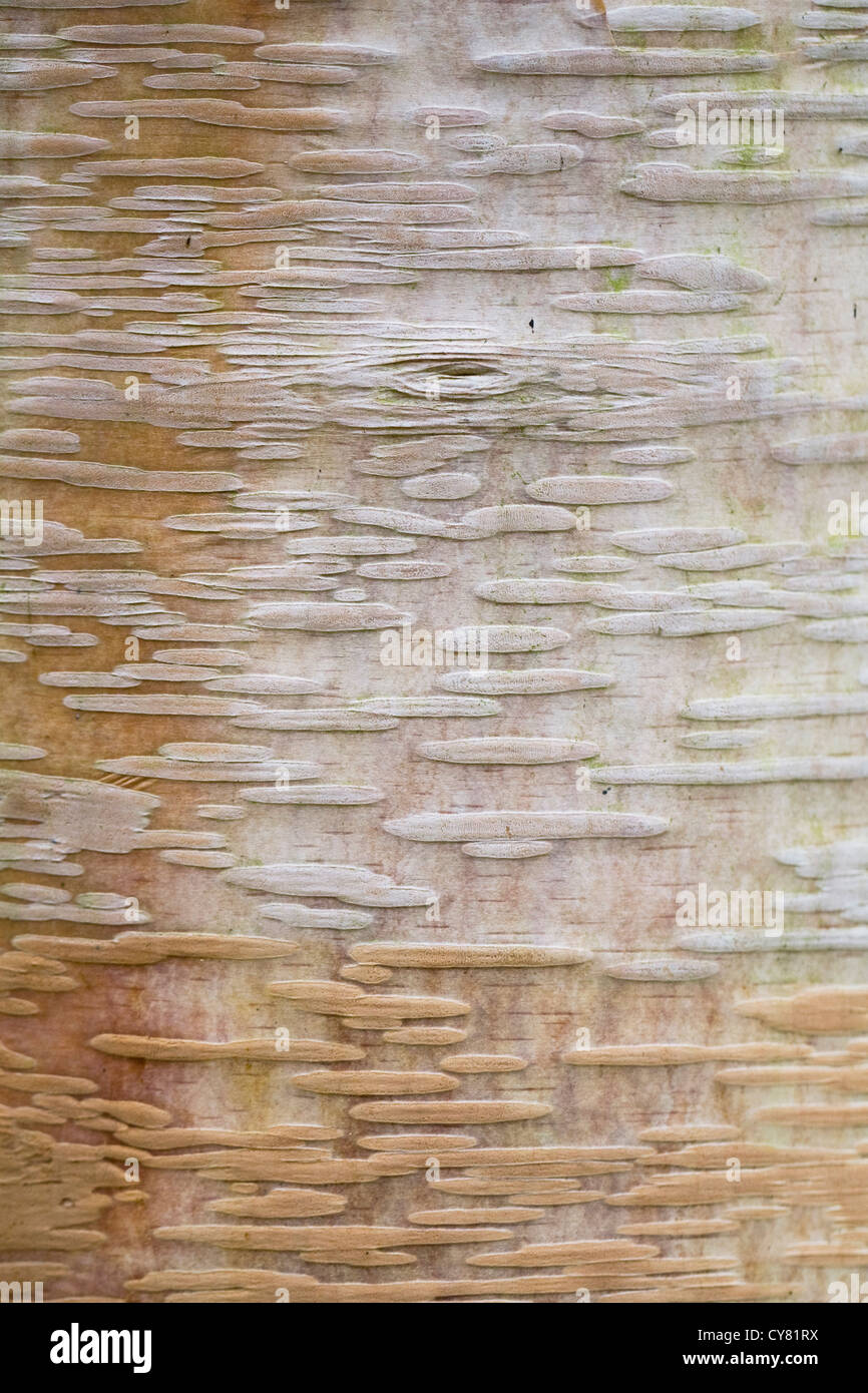 Betula ermanii bark pattern. Gold birch tree trunk. Stock Photo