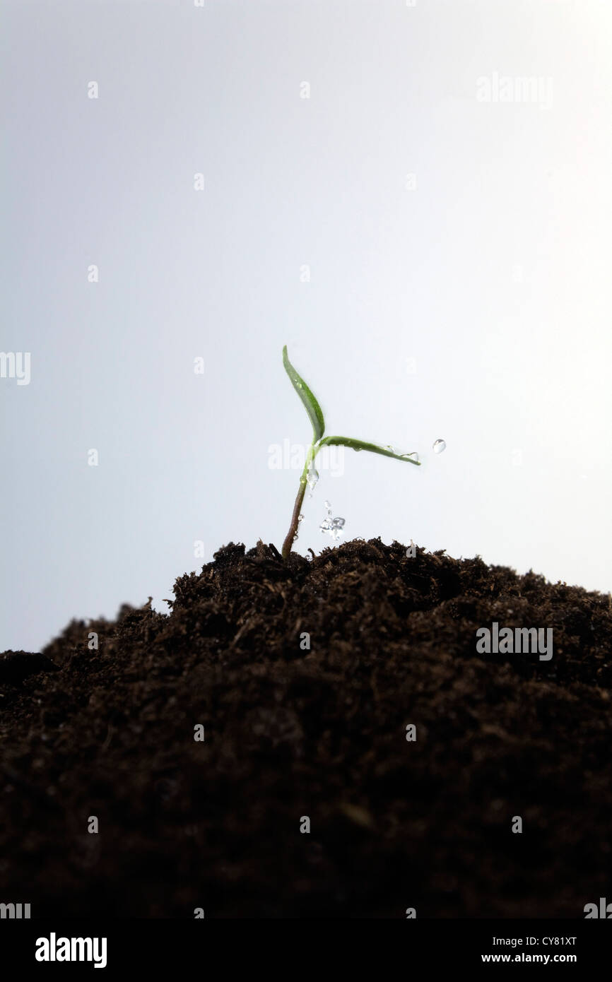 Watering Seedling Planted in Pile of Soil Stock Photo