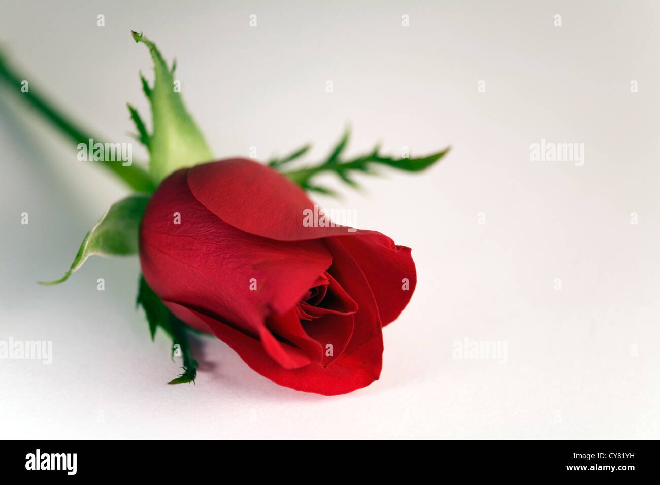 Red Rose, Close-Up Stock Photo