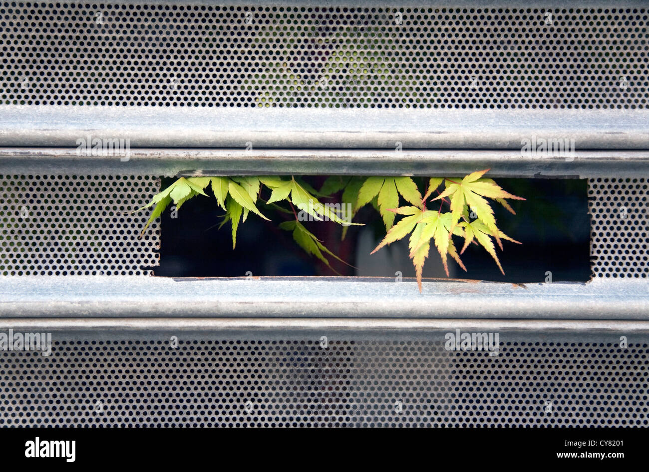 Plant Growing Through Mail Slot Stock Photo