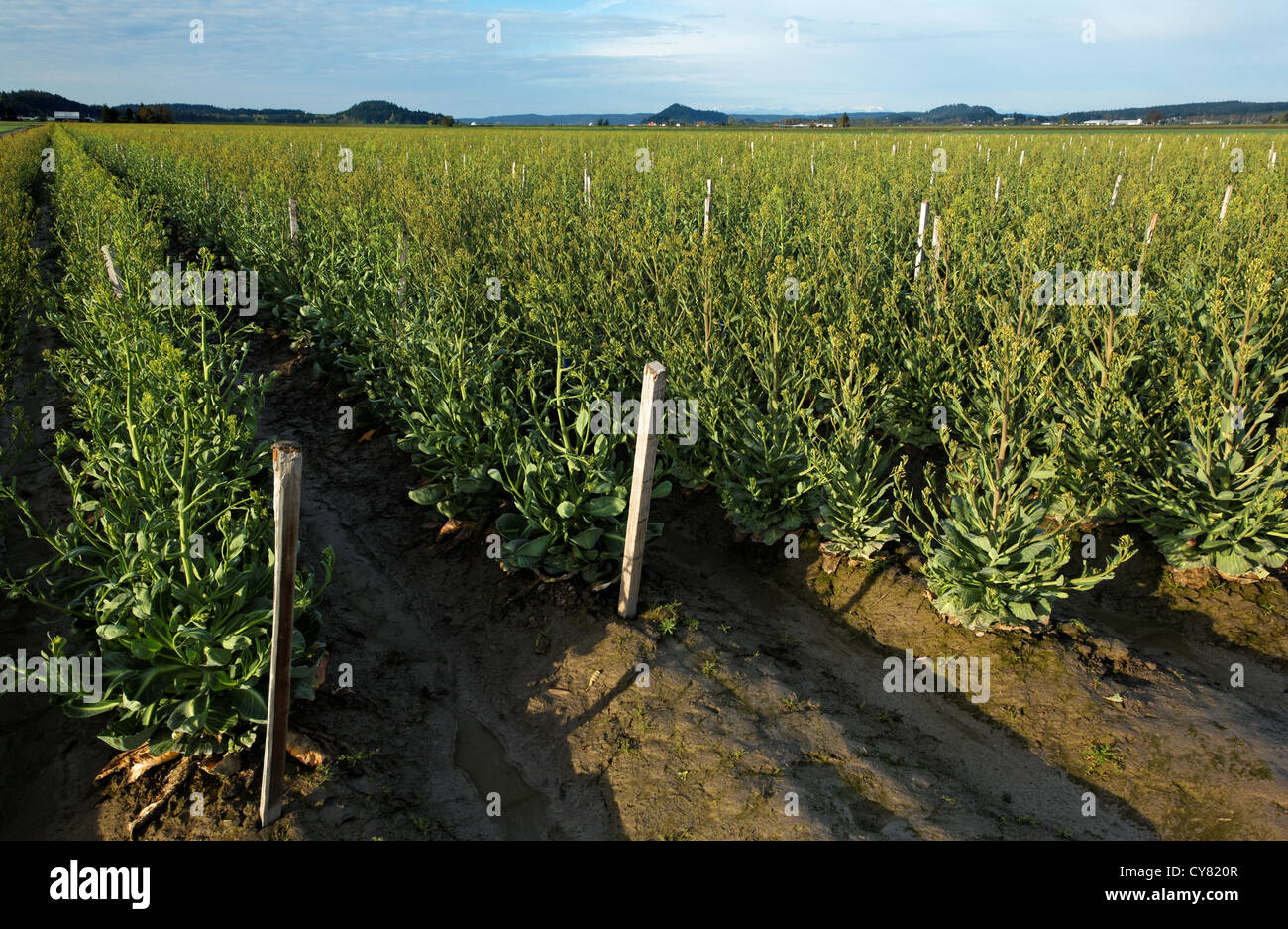 Mustard Rows Blooming mustard field hi-res stock photography and images - Alamy
